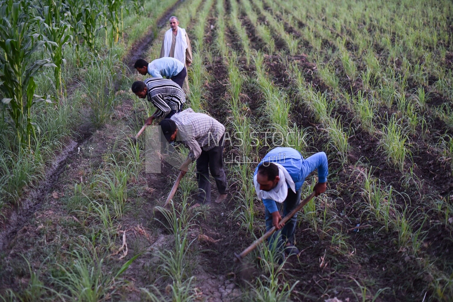 Group of Egyptian farmers