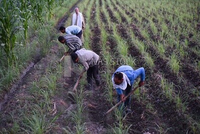 Group of Egyptian farmers