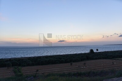 Agricultural field