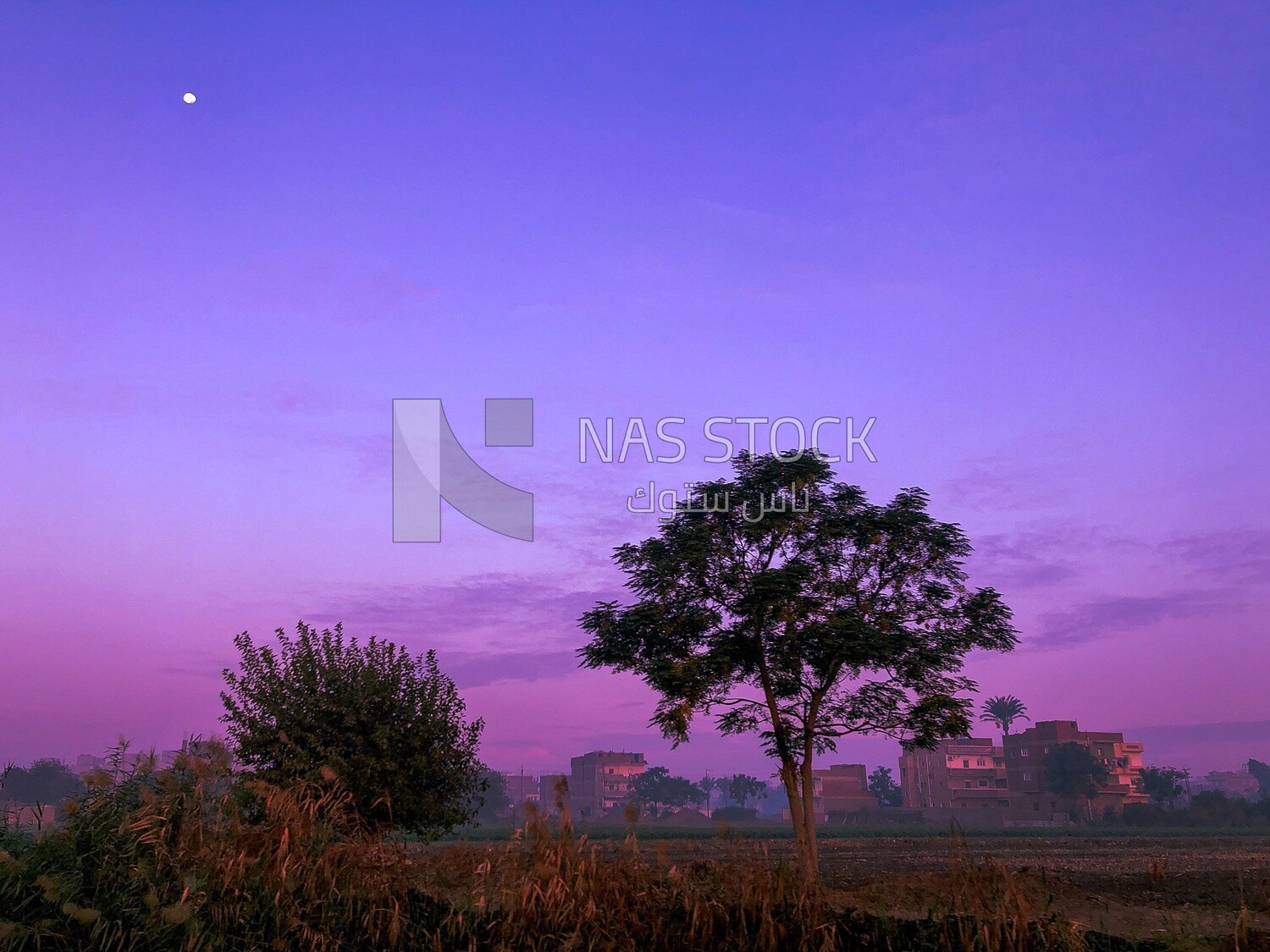 Moon in the pink sky