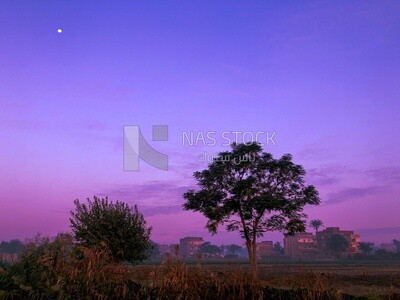 Moon in the pink sky