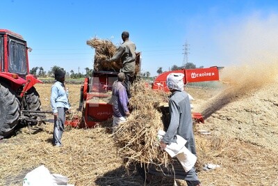 Group of Egyptian farmers