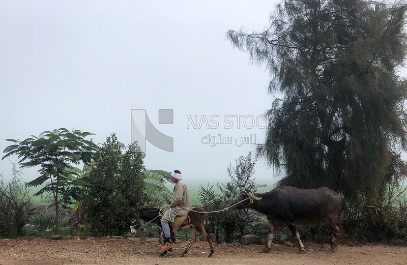 Farmer riding a donkey and leading his cow to the field