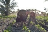 Boy helps his father in cultivating the field