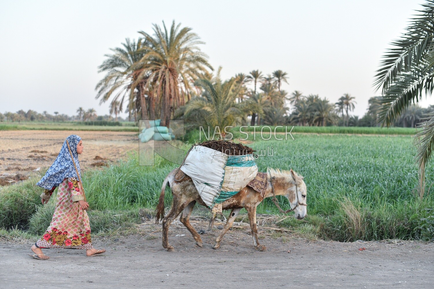 Girl walks with her donkey