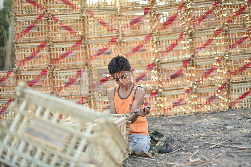 Egyptian child working in the cage industry