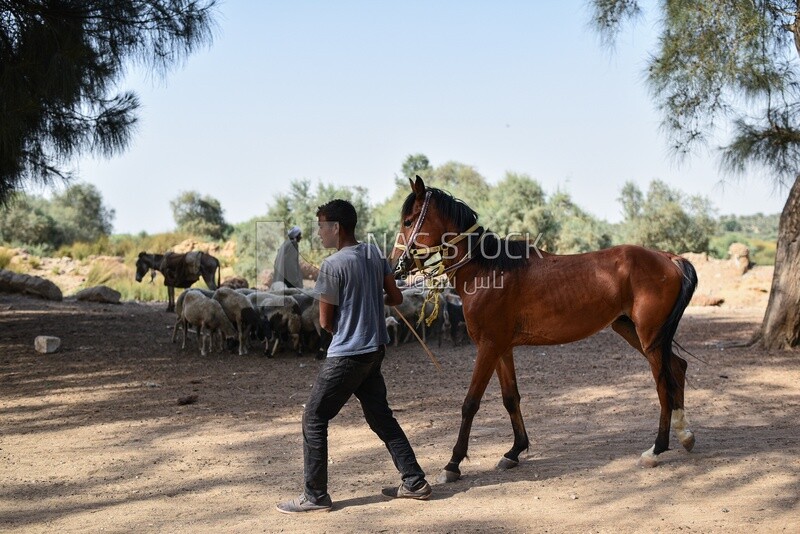 Boy pulll horse