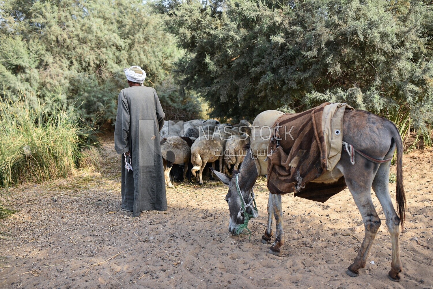 Farmer stand beside sheeps