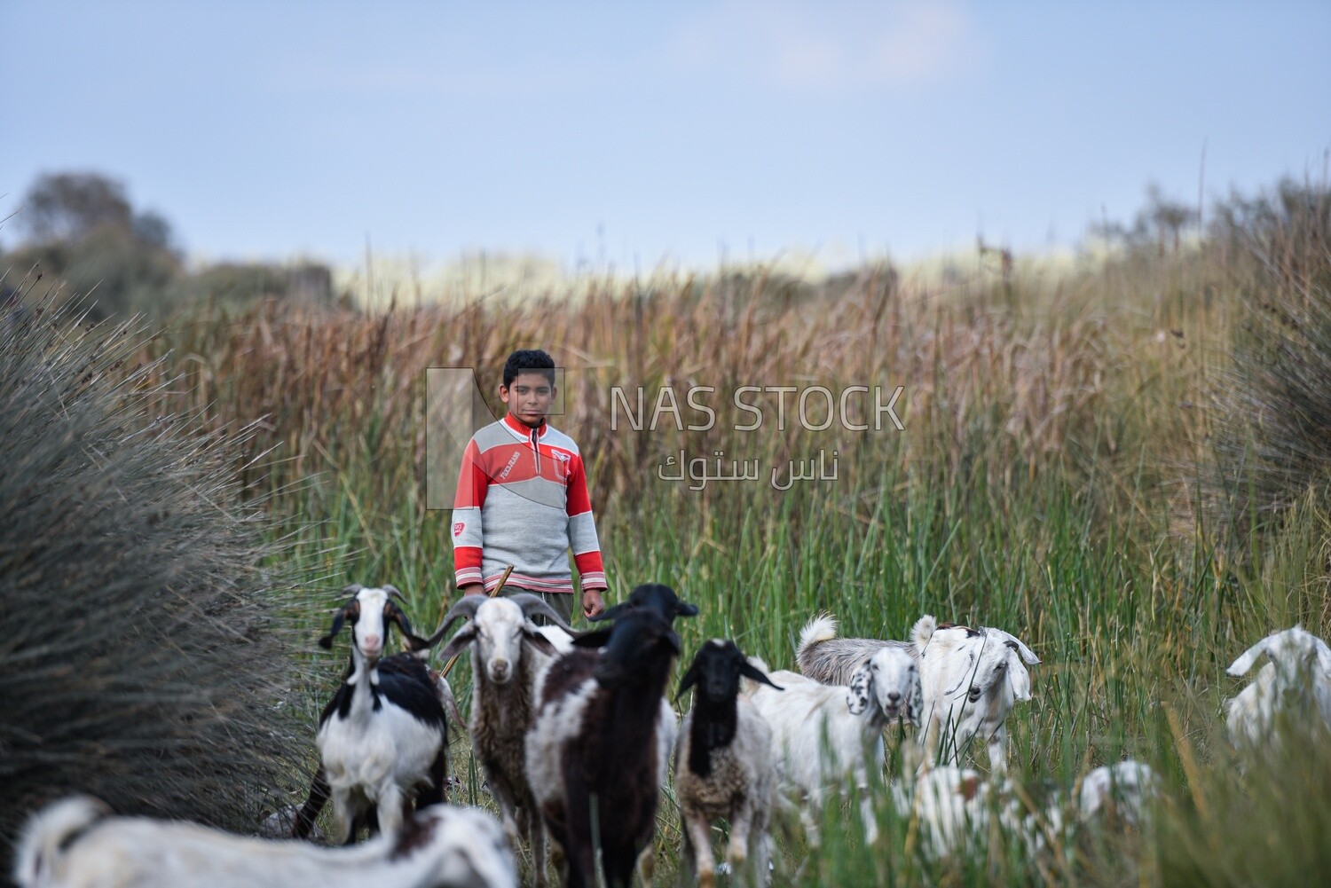 Boy graze goats