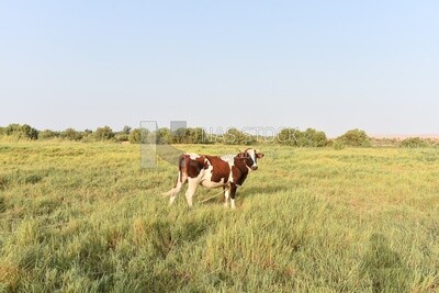 Brown cow in farm