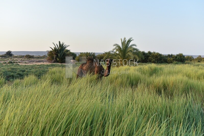 Camel feeds grass