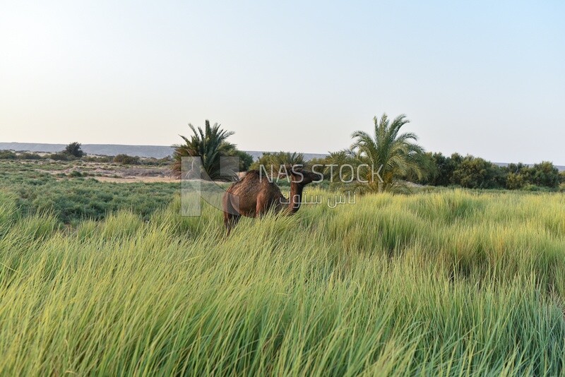 Camel feeds grass