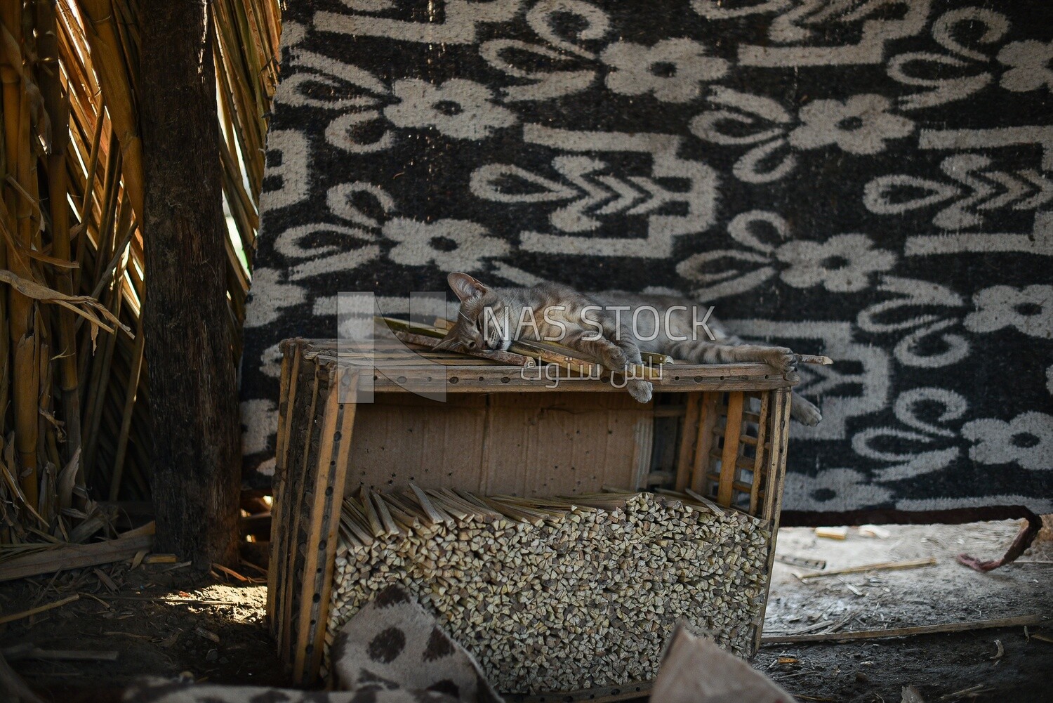 Sleeping cat in a workshop in rural Egypt