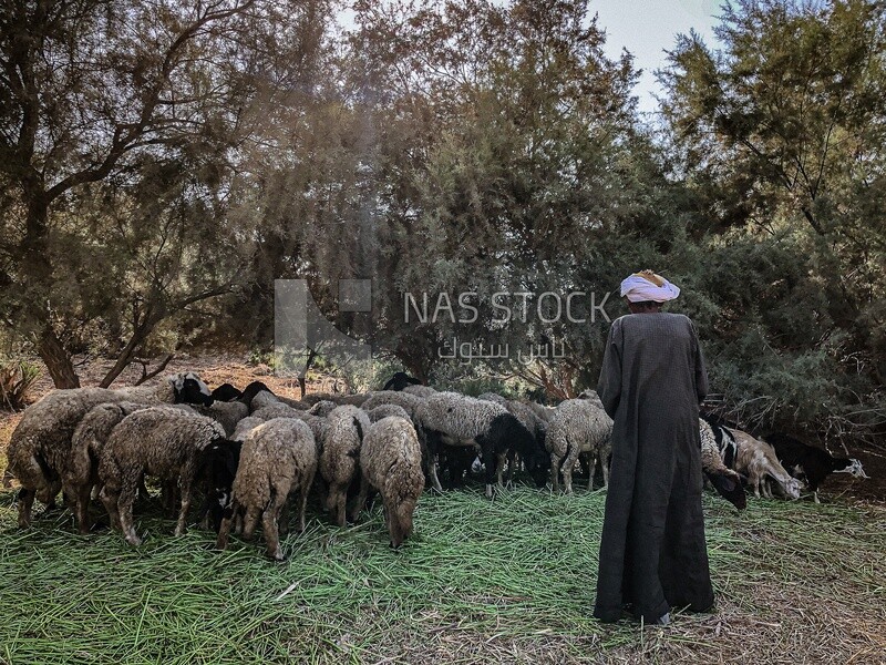 Farmer praying next to sheeps