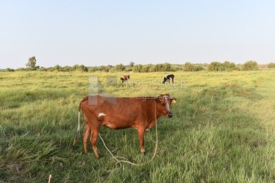 Three cows on farm