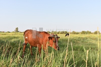 Cow in farm