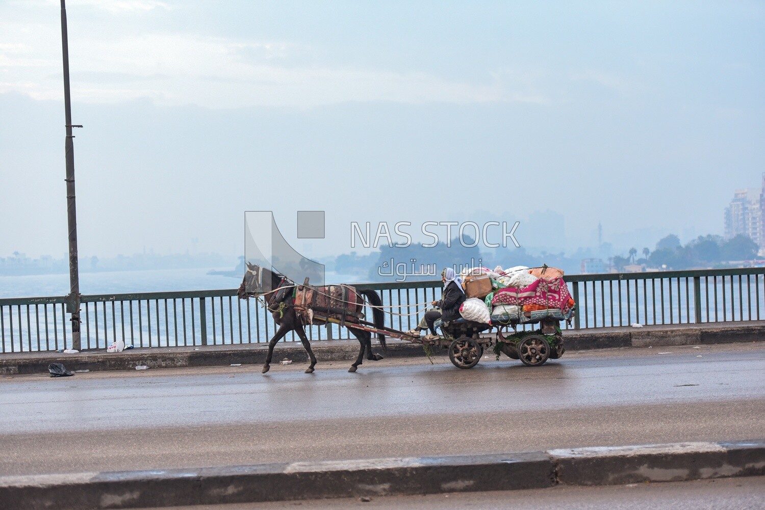 Horse-drawn cart , Egypt