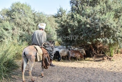 Farmer following sheeps