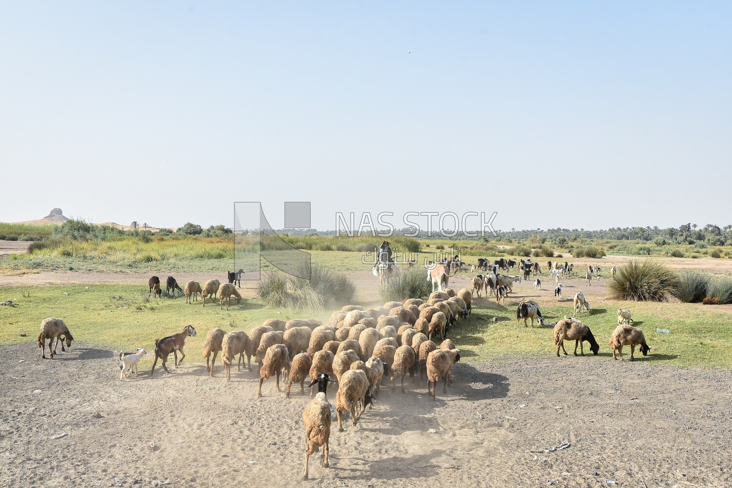 Farmer and his animles waking