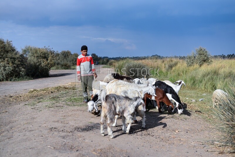 Boy graze goats