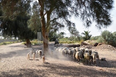 Farmer and his animles waking