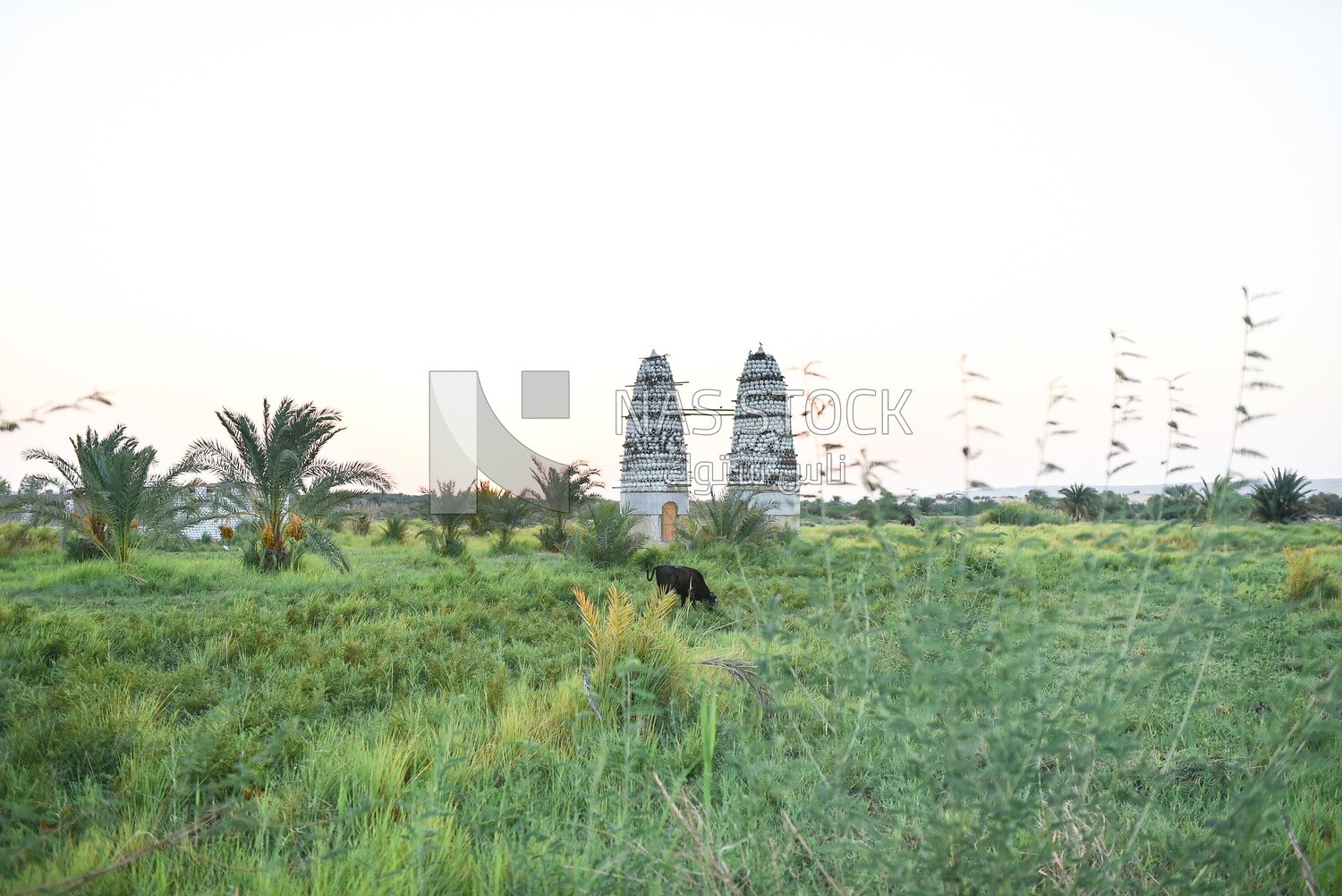 Cow and pigeon tower