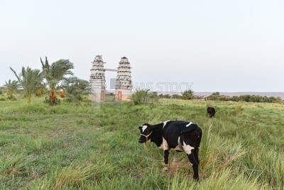 Cow and pigeon tower