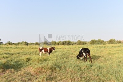 Cow in farm