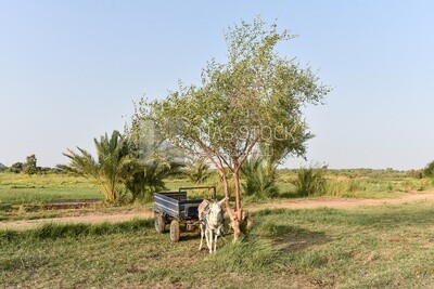 Three cows on farm