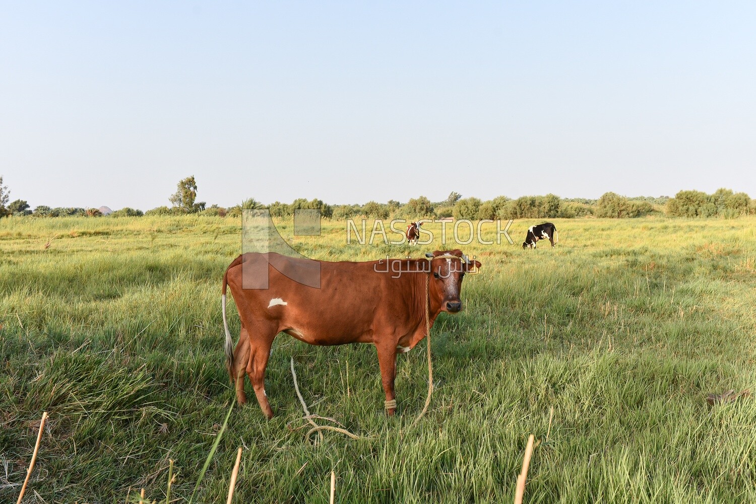 Three cows on farm