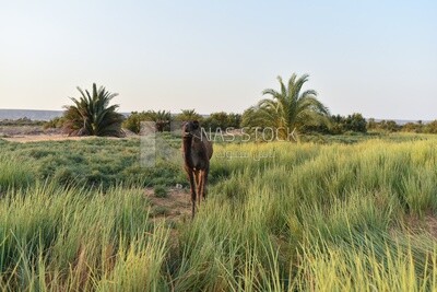 Cow in farm