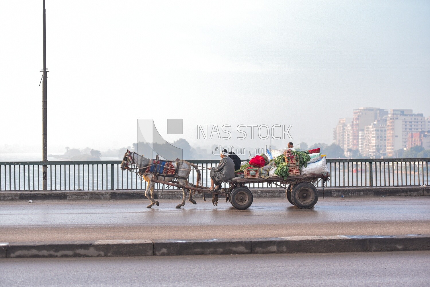 Egyptian rural man riding a horse-drawn cart