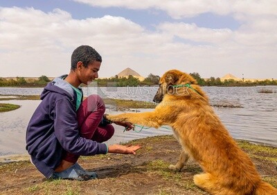 Child playing with his dog