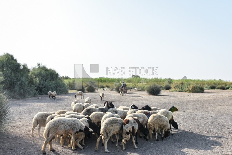 صورة قريبة لخراف يأكلون العشب و هناك فلاح يقوم برعايتهم حول الحقل