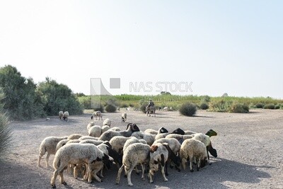 Sheeps eating grass