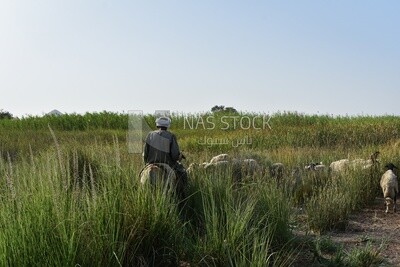 Farmer walking bside sheeps