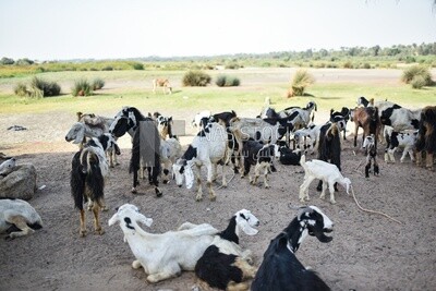 Some of goats