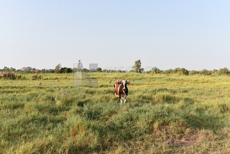 Cow in farm