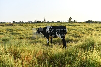 Black cow in farm