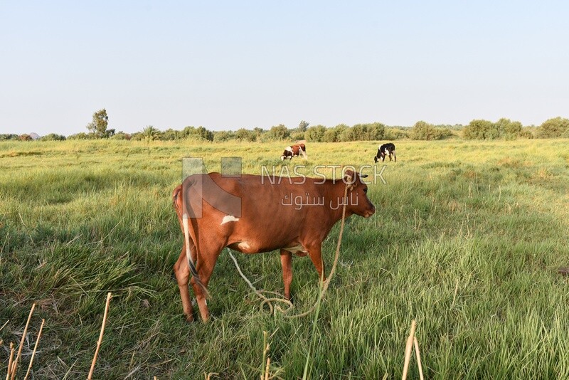 Three cows on farm