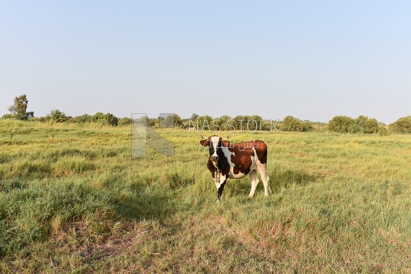 Cow in farm