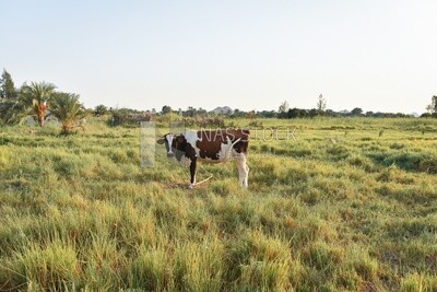 Cow in farm