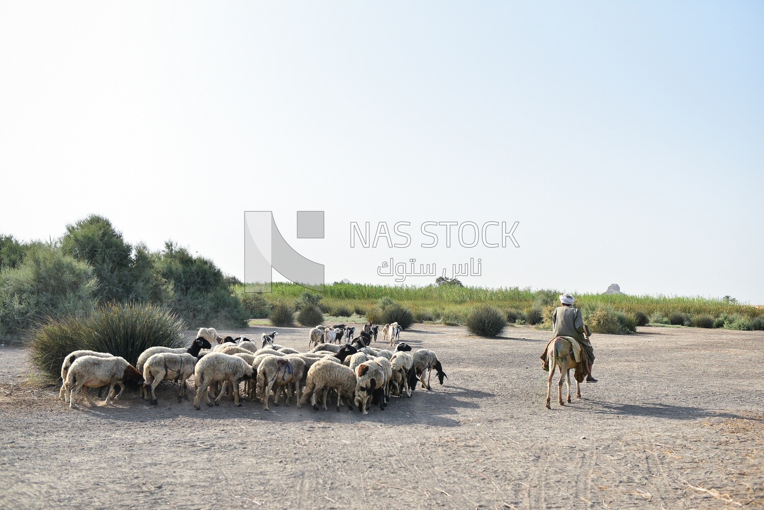 Farmer following sheeps