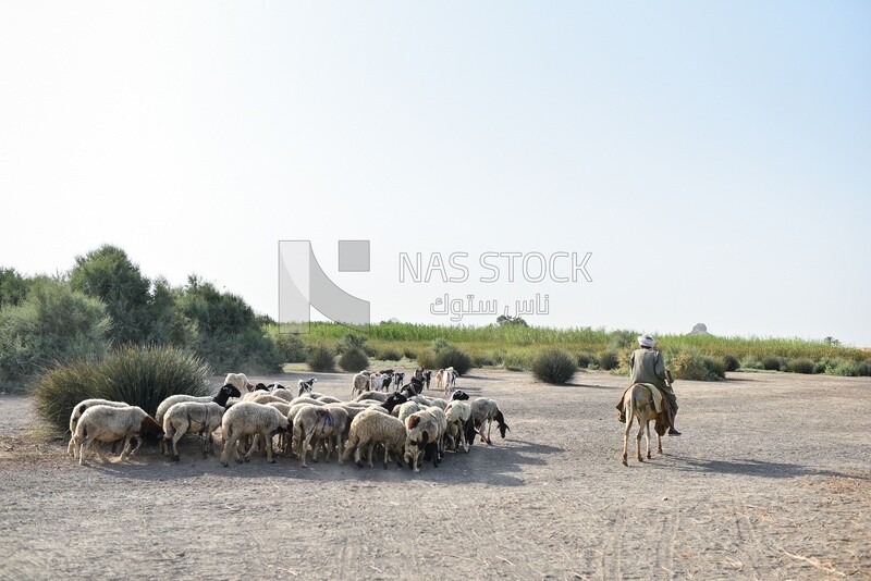Farmer following sheeps