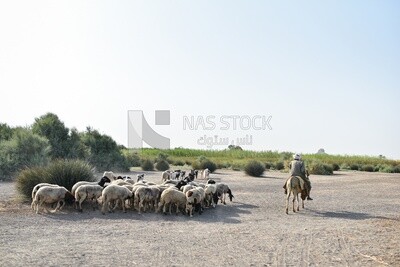Farmer following sheeps