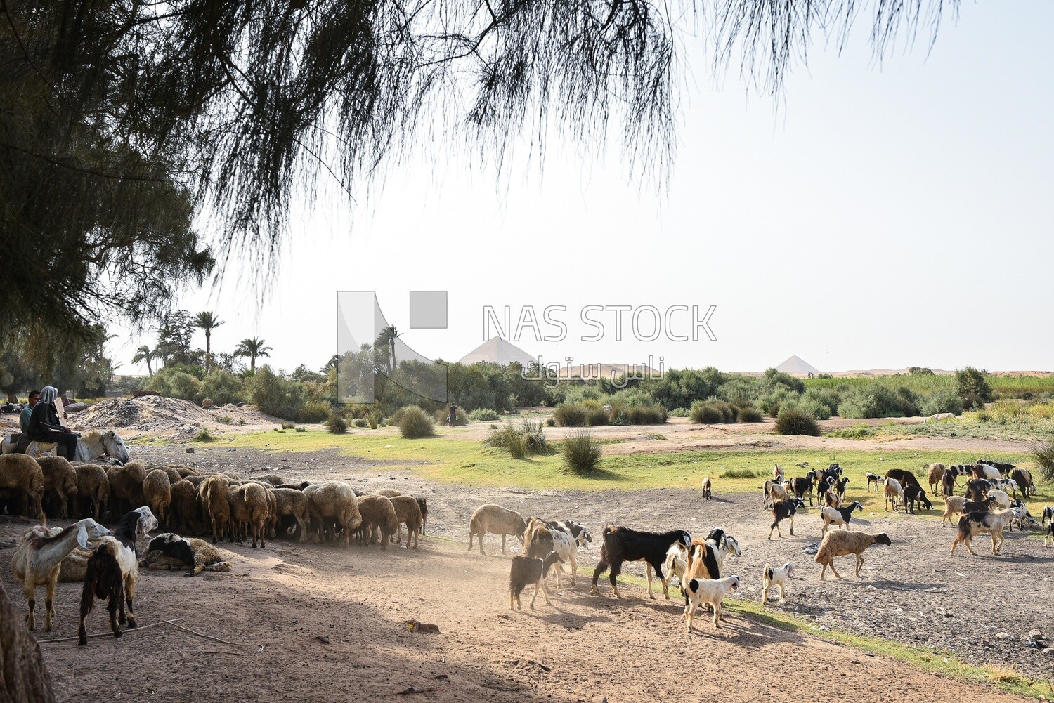 Goats and sheeps are eating