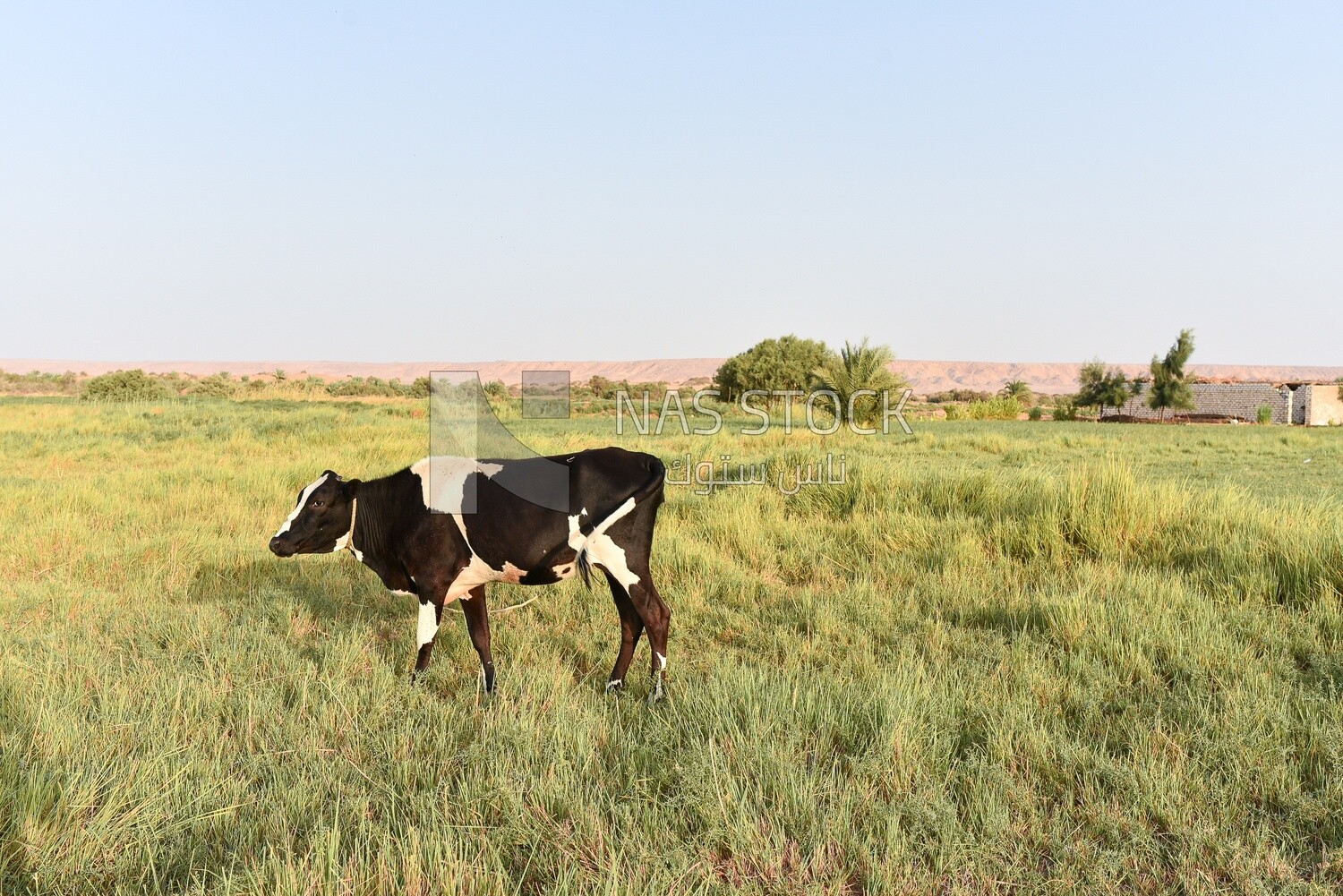 Cow in farm