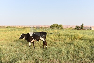 Cow in farm