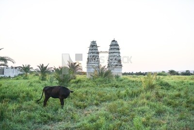 Cow and pigeon tower