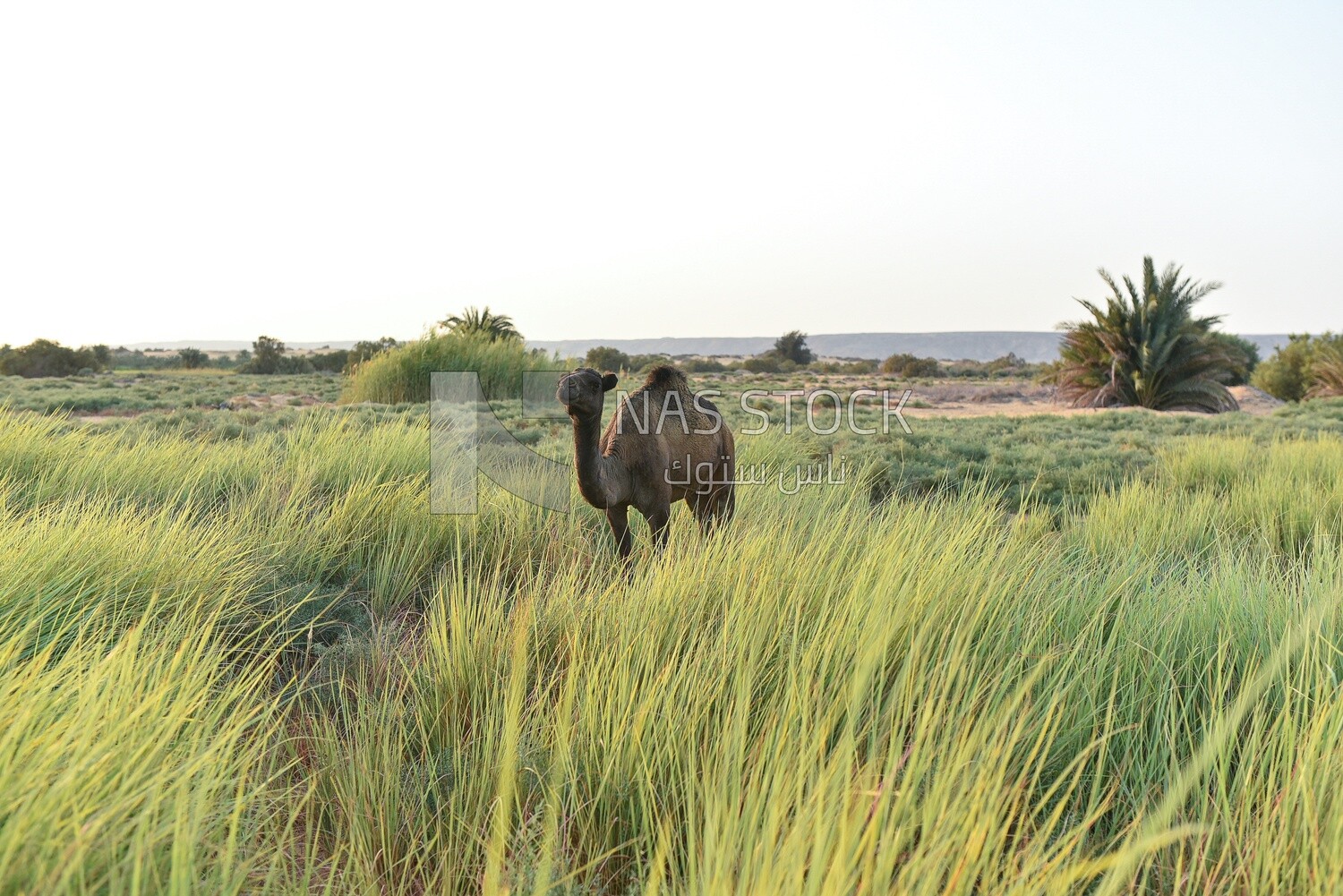 Camel feeds grass